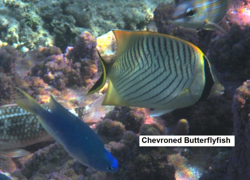 Chevroned Butterflyfish
